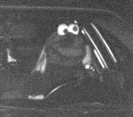 The Cookie Monster speeding in an Audi RS2