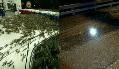 A Bridge In Illinois Was Covered In A Six-Inch Layer Of Bugs