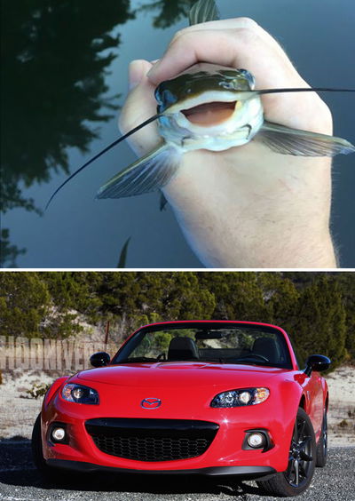 11 Cars That Look Uncannily Like Animals 