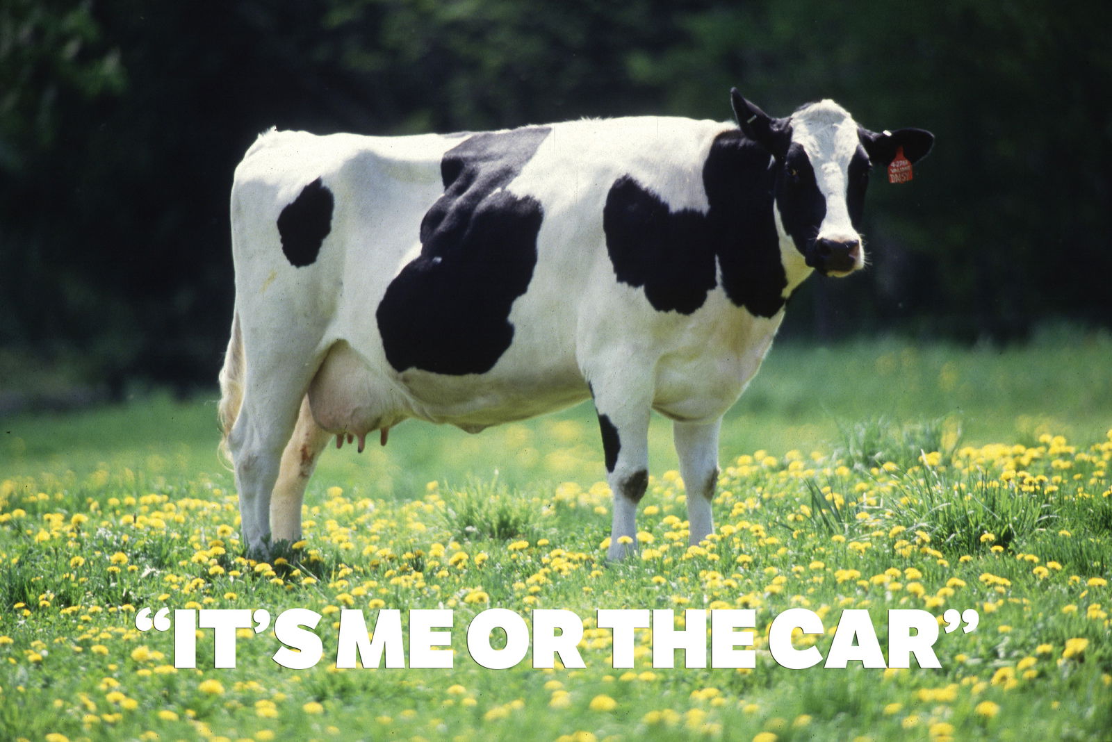 10 Shocking 'Animal Vs. Car' Stories Shared By You