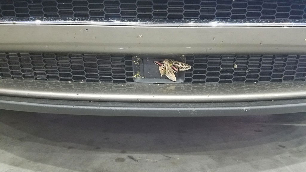 This Tesla’s Autopilot System Would Have Been Fine If It Wasn’t For A Pesky Moth
