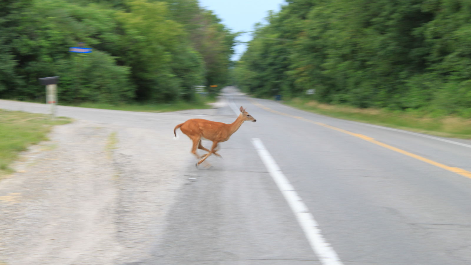 Learner Driver Passes Driving Test Despite Killing A Deer