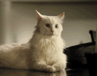10 Hilarious Gifs And Captions Uploaded By You This Week 