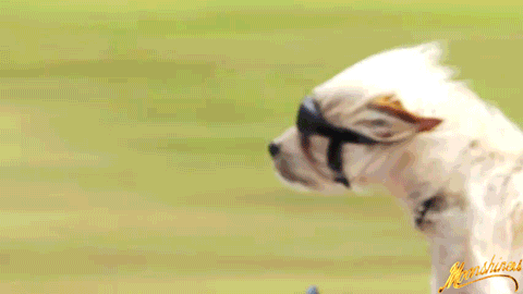 These 18 Ridiculous Gifs Show The Pros And Cons Of Motorcycling