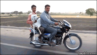 These 18 Ridiculous Gifs Show The Pros And Cons Of Motorcycling