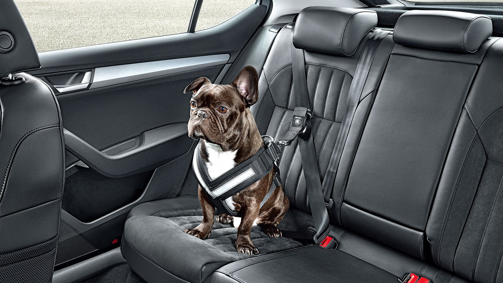 Yes, Skoda's Dog Seat Belt Is An Actual Thing