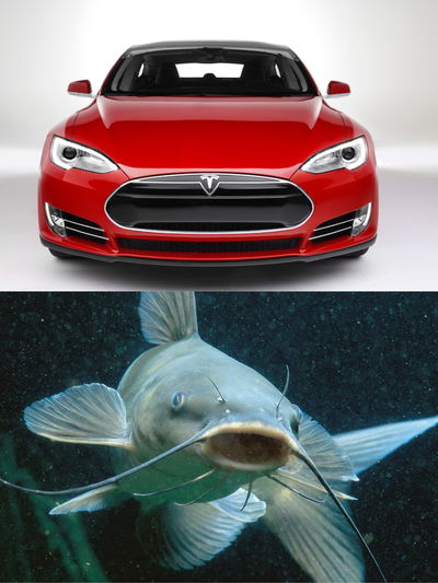 11 Cars That Look Uncannily Like Animals 