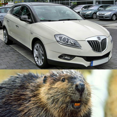 11 Cars That Look Uncannily Like Animals 