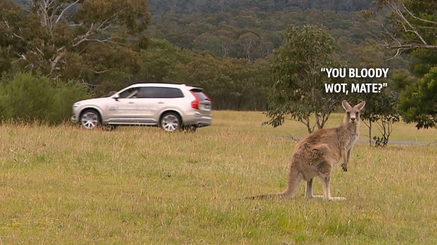 Good Guy Volvo Is Working On A Kangaroo Detection System To Stop Fatalities In Australia 