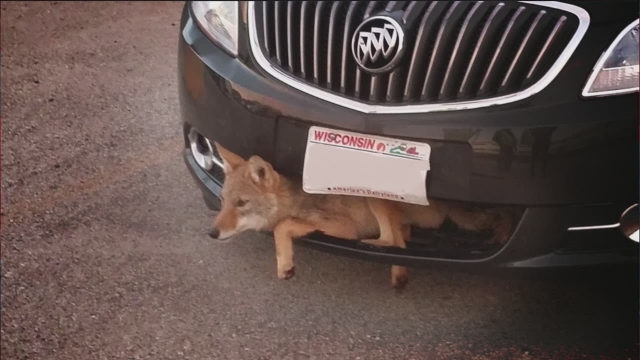 8 Times Animals And Cars Clashed