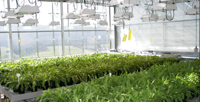 This is a Dandelion farm at the Fraunhofer Institute in Germany. Before the roots are taken, a big hoover sucks up the seeds when the plants are in their 'puff ball' stage