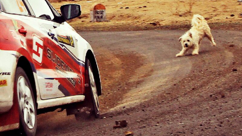 If There's One Thing This Dog Hates, It's Rallying 