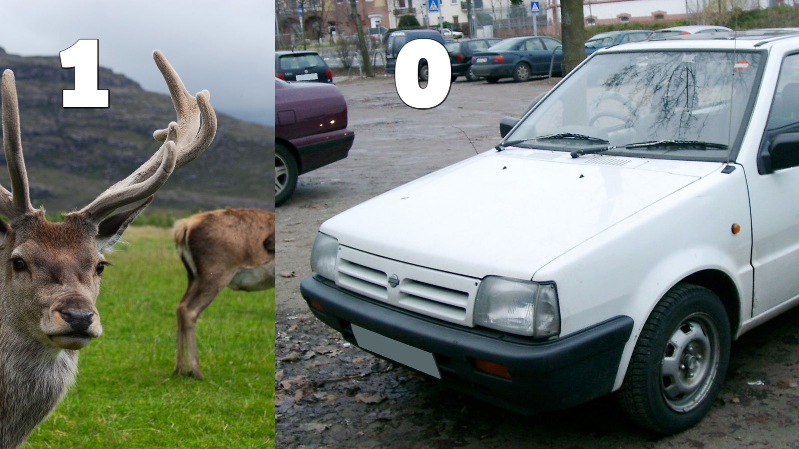 10 Shocking 'Animal Vs. Car' Stories Shared By You