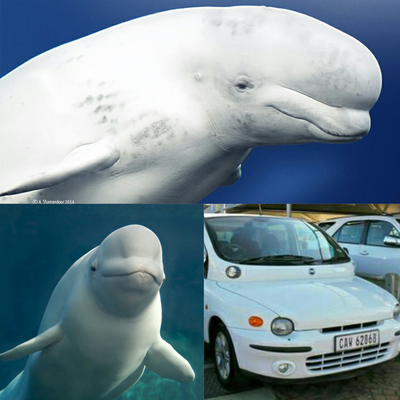 11 Cars That Look Uncannily Like Animals 