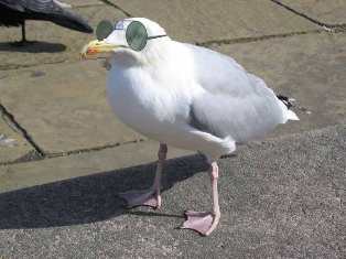 *chirp chirp*