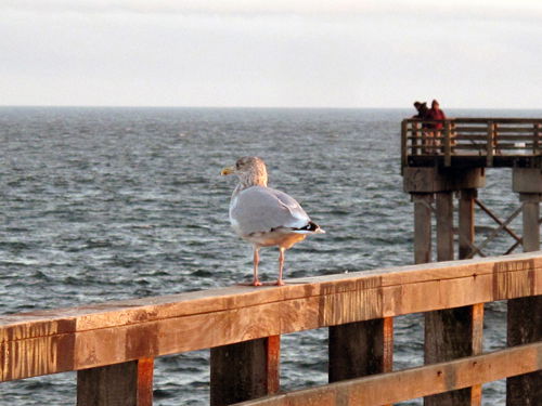 *tweet tweet*
