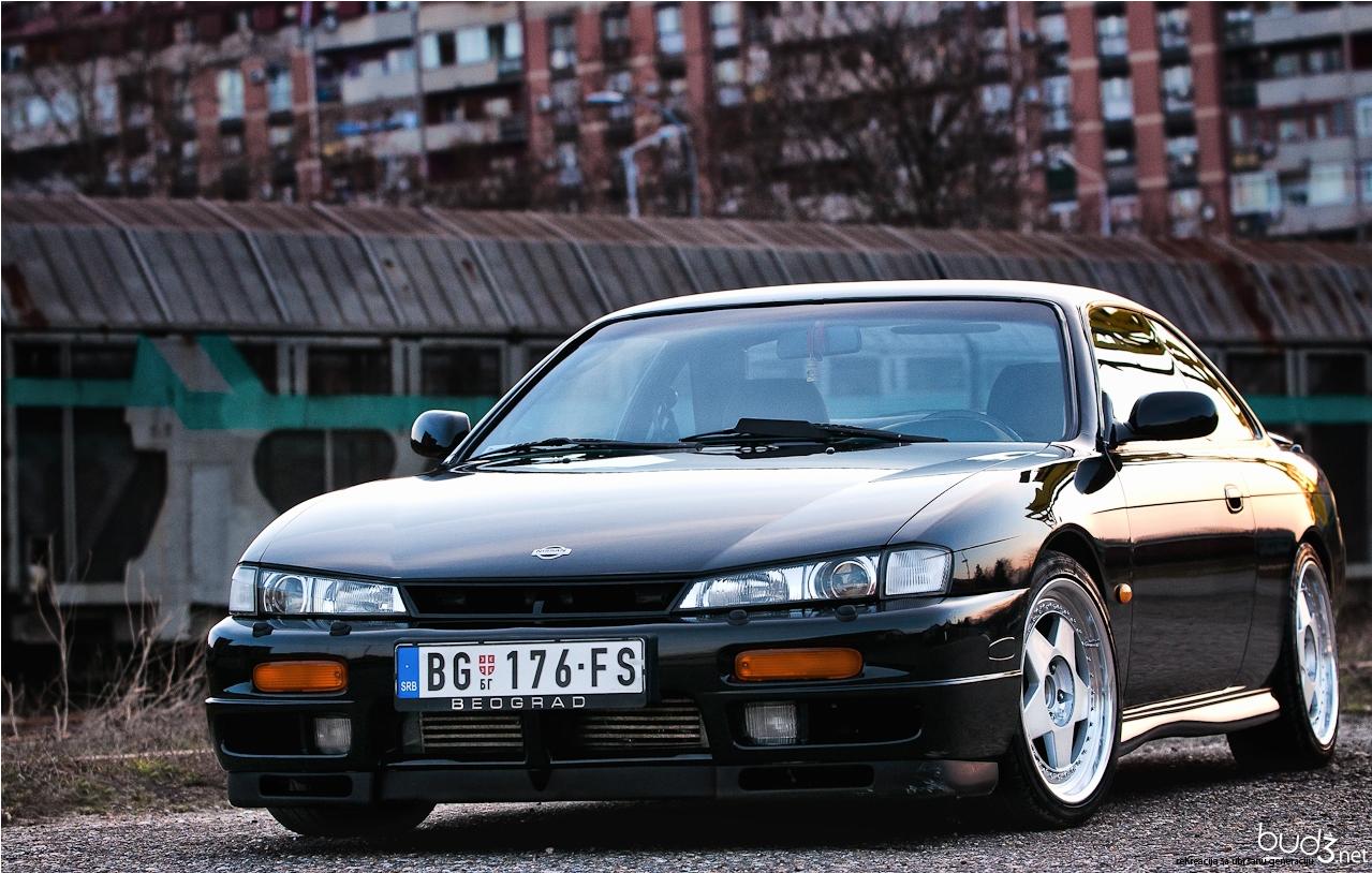 A Kouki roaming the streets of Balkan