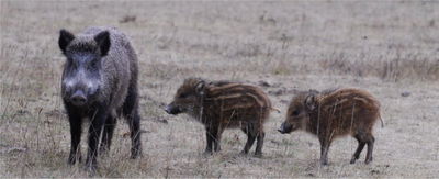 Wild boars