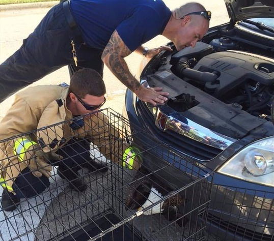 This Poor Bald Eagle Got Stuck In A Car's Bumper