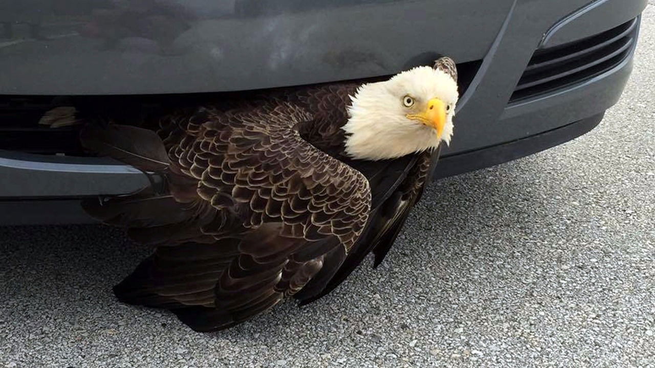 This Poor Bald Eagle Got Stuck In A Car's Bumper