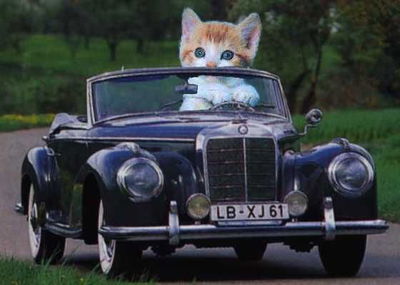 The Reality Of Trump, Automobiles And Mexico - Kittens Driving Cars Edition.