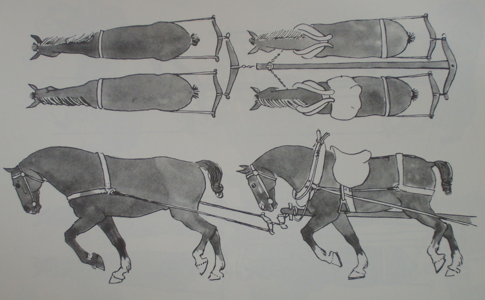 The carriage driver preferred to sit on the left-rear horse
