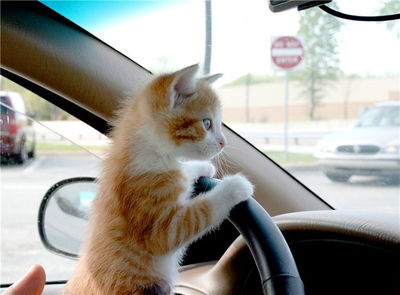 The Reality Of Trump, Automobiles And Mexico - Kittens Driving Cars Edition.