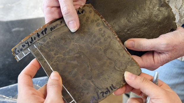 Researchers Have Worked Out How To Make Tyres From Food Waste