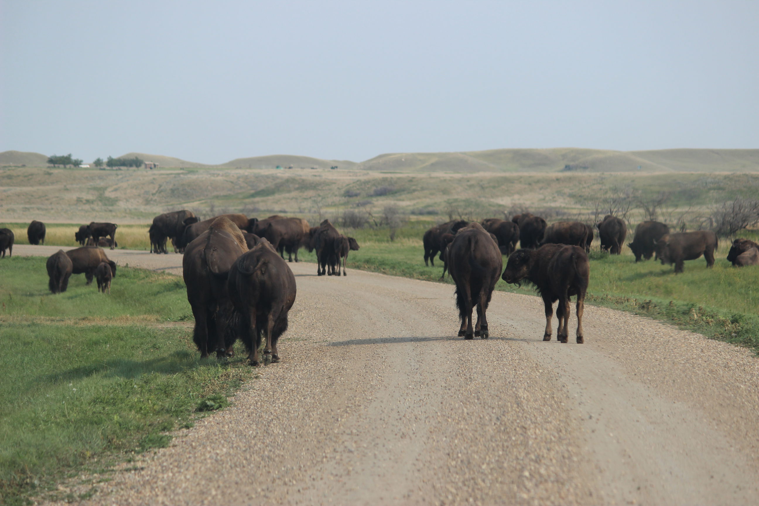 Here's an example of a good road trip pic--I took this when I went to Saskatchewan's Grasslands National Park! Share any of your best car/road travel pics for your chance to win!